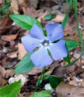 Vinca minor